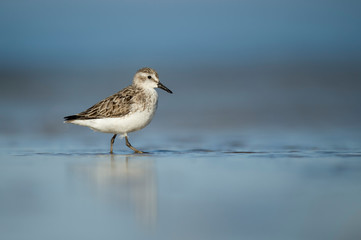A Semipalmated Sandpiper stands on a wet sandy beach in the bright sun with its reflection and a smooth foreground and background.