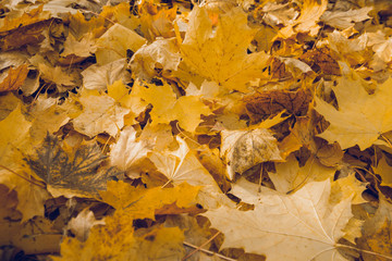 Closeup of fallen orange maple leaves. Autumnal background