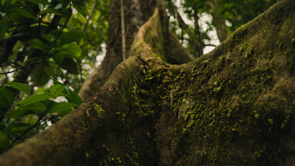 Large tropical tree trunk.