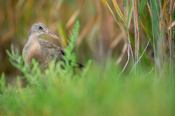 A Clapper Rail stands in bright green grasses in the marsh in soft overcast light.