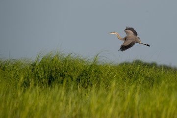 A Great Blue Heron flies over the bright green marsh grasses in the bright sunlight.