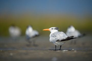 A group of Royal Terns stand in the marsh with a smooth green and blue background in the bright sunlight.