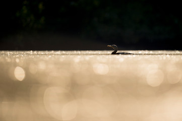 A Double-crested Cormorant swims in the water as it glows in the sun with a black background.
