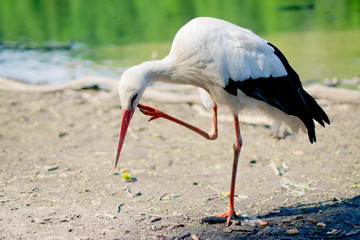 stork in zoo