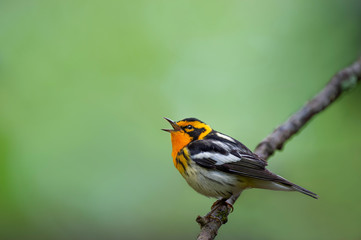 A male Black burnian Warbler perched on a branch singing with a smooth green background.