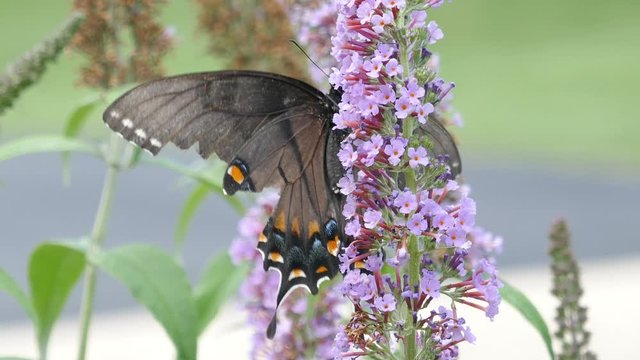 Monarch butterfly chases away a spicebush swallowtail butterfly 4K