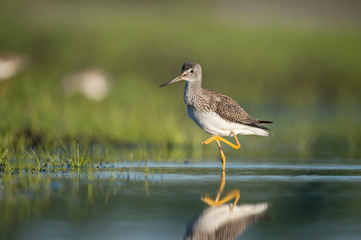 A Greater Yellowlegs walks in shallow water and bright green grass in the early morning sunlight.