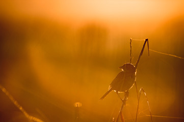 A Seaside Sparrow perched in the marsh grass glowing in the golden early morning sunlight.