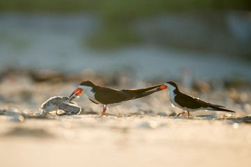 A Black Skimmer feeds its young chick a small fish while standing on a sandy beach glowing in the morning sunlight.