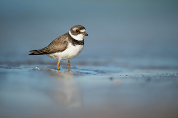A Semipalmated Plover stands on a wet sandy beach in the bright sun with its reflection and a smooth foreground and background.