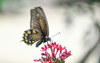 black swallowtail butterfly