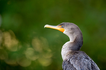 A close-up portrait of a Double-crested Cormorant with a green and orange glittering background.