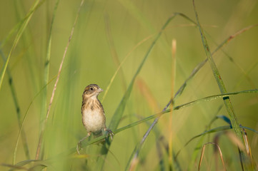 A Seaside Sparrow perched in the green marsh grasses in the bright sunlight.