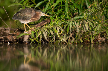 A Green Heron perched near the edge of water stalks for food in the bright sunlight with green leaves around.