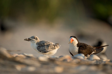 A Black Skimmer chick and an adult stand on a sandy beach covered in shells in the bright morning sunlight.