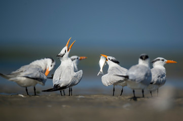A group of Royal Terns stand in the marsh with a smooth green and blue background in the bright sunlight.