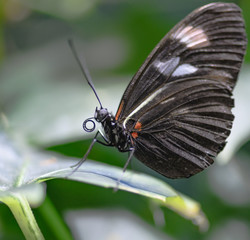 butterfly on leaf