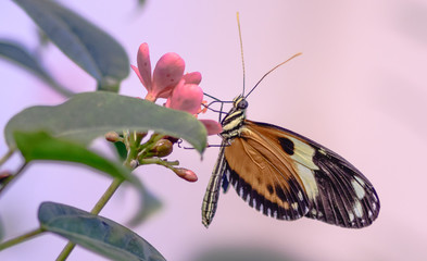 butterfly on flower