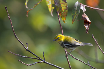 A Black-throated Green Warbler perched in a branch in the early morning sunlight.