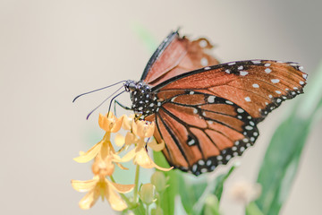 monarch butterfly on yellow flower
