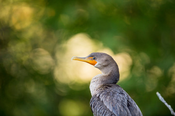 A close-up portrait of a Double-crested Cormorant with a green and orange glittering background.