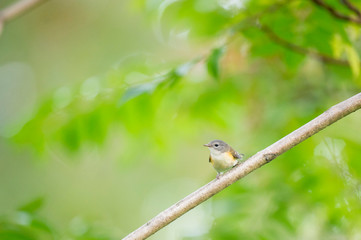 A female American Redstart perched on a branch with a bright green background.