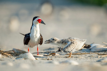 A Black Skimmer on a sandy beach with its fuzzy chick standing next to it in the bright sunlight.