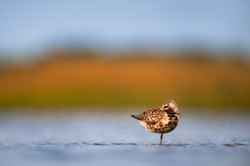 A Black-bellied Plover resting in the shallow water in the soft golden setting sunlight with a smooth green and brown background.