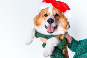 Portrait of the little funny puppy corgi in red santa claus cap, standing in studio isolated on white