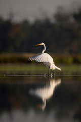 A large white Great Egret takes off in flight in the shallow water with its reflection showing in the early morning sunlight with a dark dramatic background.