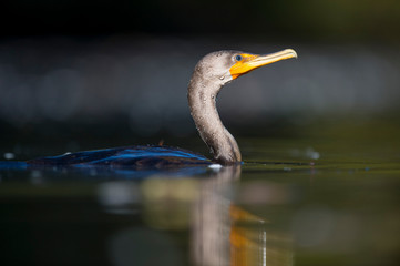 A close-up portrait of a Double-crested Cormorant swimming in the water in the bright sunlight.