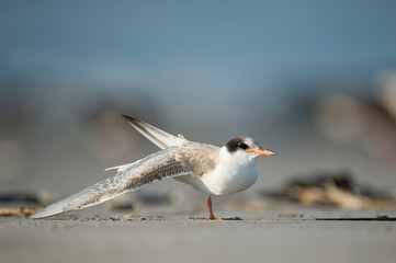 A juvenile Common Tern stretches its wing while standing on a sandy beach in the bright sunlight.