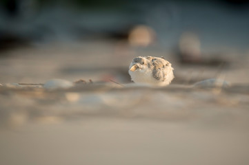 A Black Skimmer chick on the sandy beach in the early morning sunlight.