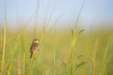 A Seaside Sparrow perched in the tall bright green marsh grasses in the early morning golden sunlight.