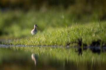 A Lesser Yellowlegs stands in short bright green grass in the early morning sunlight with its reflection in the water.