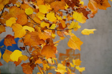 autumn leaves on wooden background