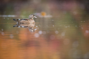A female Wood Duck floats on calm water with her reflection and autumn colorful trees reflected in the water.