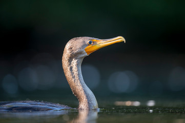 A close-up portrait of a Double-crested Cormorant swimming in the water in the bright sunlight.