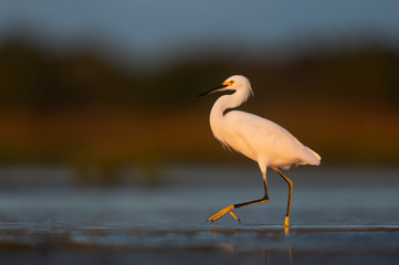 A Snow Egret walks in the shallow water with its bright yellow foot in the air with a smooth background in golden sunlight.