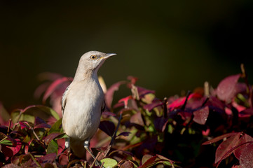 A Northern Mockingbird perched in red leaves in a spotlight of sun with a dark background.