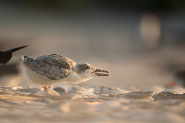 A Black Skimmer chick glows in the bright morning sunlight on a sandy beach covered in shells.