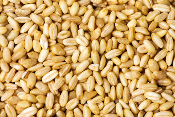 Wheat grains background pattern