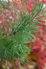 needles on a background of red leaves. Pine branch close up.