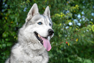 portrait of a cute siberian husky smile and  happy in summer sunny day for a walk in the summer park © Masarik