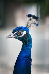 Naklejka premium portrait of a peacock