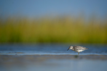 A Red Knot stands on a sand bar in the shallow water of a marsh with bright green grasses in the background.