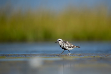 A Black-bellied Plover walks on a sand bar in the shallow water with a smooth green and blue background in the bright sun.
