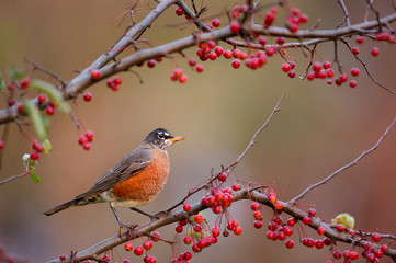 An American Robin perched in a branch with lots of bright red berries with a smooth background.