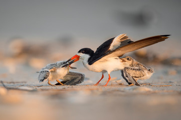 An adult Black Skimmer is attacked by its two chicks on the beach as it returns with a fish to feed them.