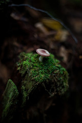 mushroom on a moss carpet stump